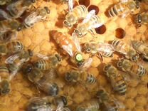 Пчелопакеты, пчеломатки 2024: бакфаст, карника