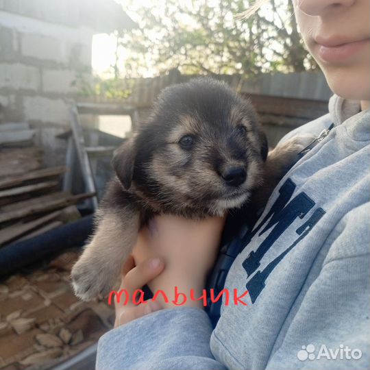 В добрые руки