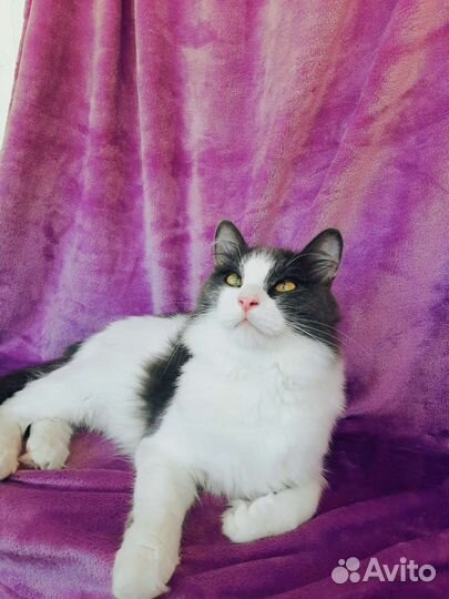 Молодой котик в добрые руки