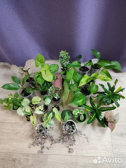 Комнатные растения цветы