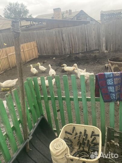 Бройлерные утки