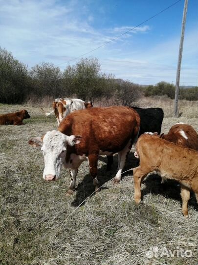 Продам коров, телят, быков