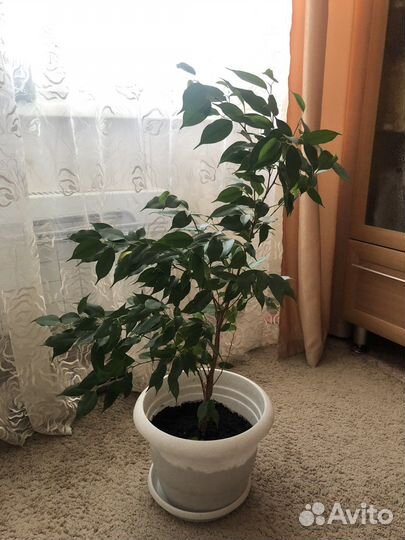 Фикус бенджамина