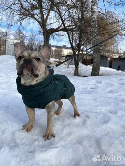 Французкий бульдог (кобель) вязка