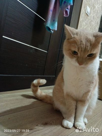 Отдам кота в добрые руки