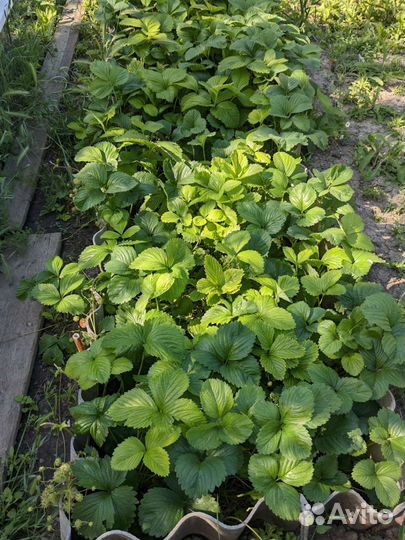 Рассада клубники