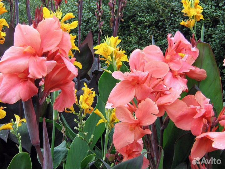 Канна Эребус (Розовый)