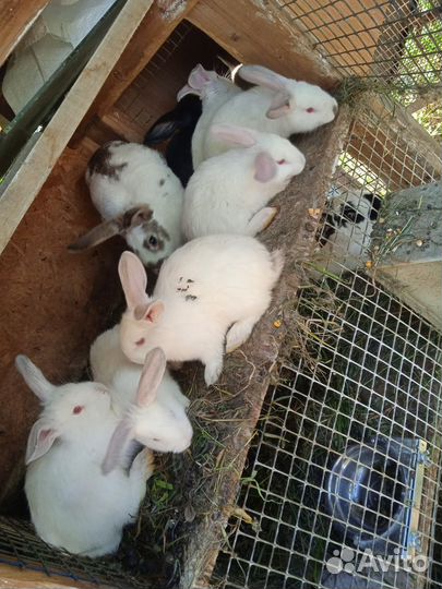 Продаю кроликов