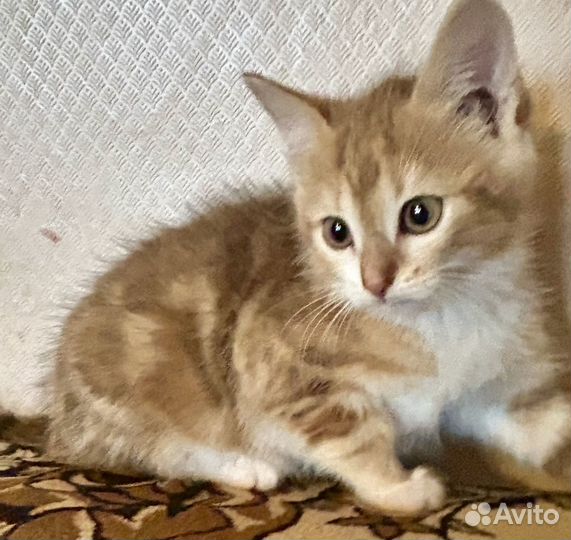 Котятки в добрые руки