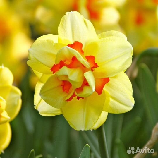 Растения цветы для сада