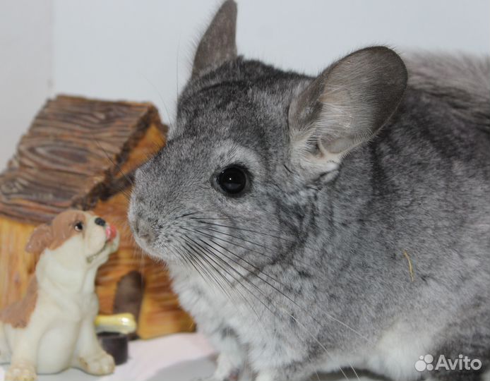 Шиншилла Стандарт Девочка