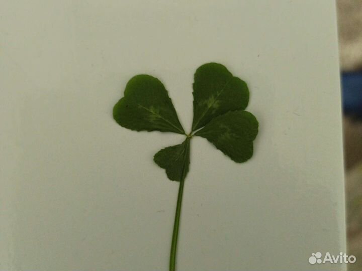 Клевер четырехлистный