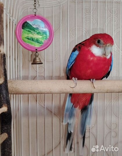 Попугай вместе с клеткой