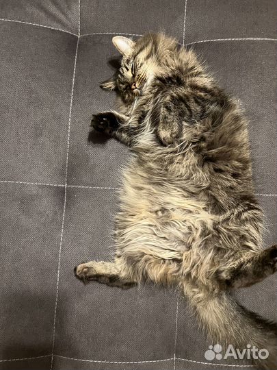 Отдам кота в добрые руки