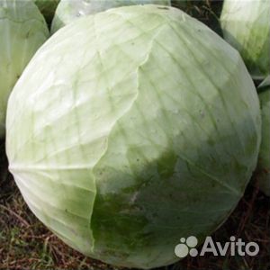 Семена капусты Агрессор