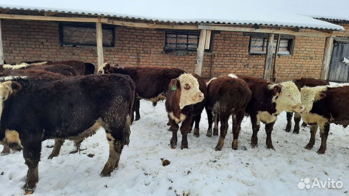 Тёлочки бычки герефорды