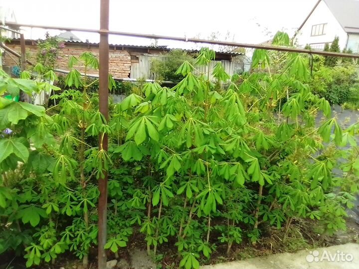 Деревья,Каштан конский