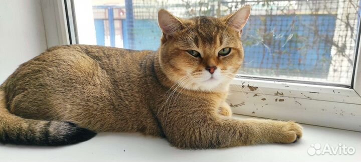 Шотландский кот