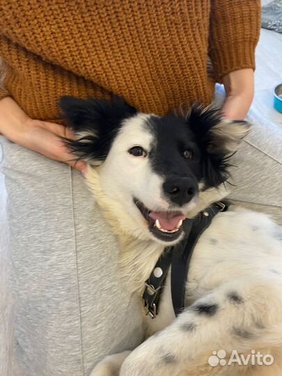 Собака в добрые руки