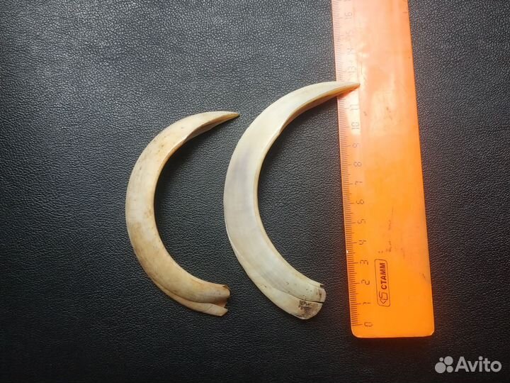 Клыки кабана