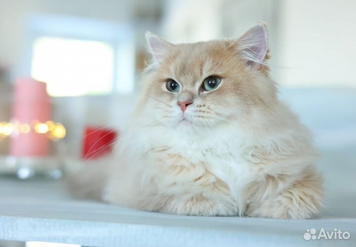 Британская шиншилла Лилак cy 11