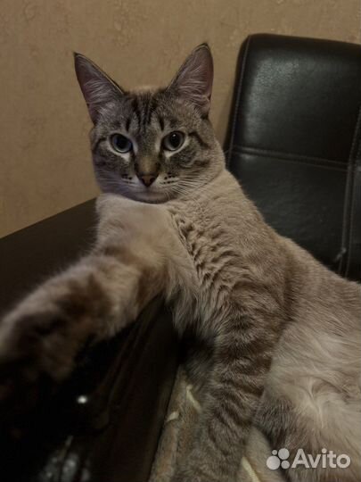 Кот на случку