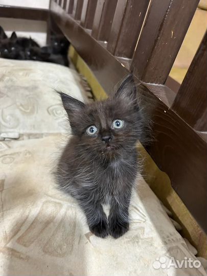 Котята мэйн кун