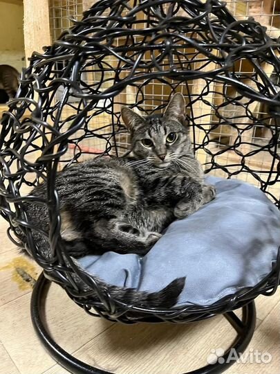 Кошечки красавицы