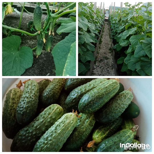 Огурцы свежие