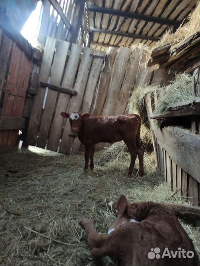 Телочки 4 месяц