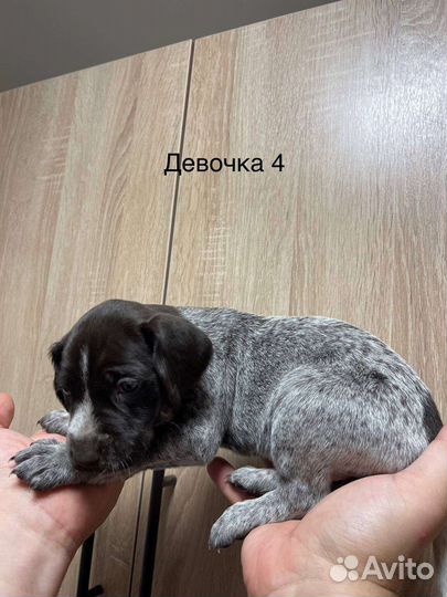 Щенки дратхаара