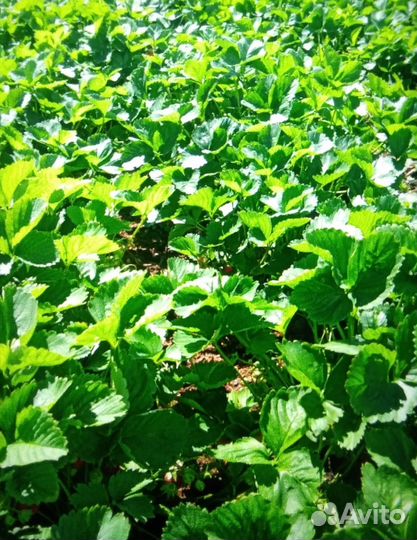 Саженцы и кустики