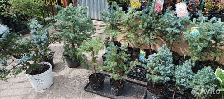 Ель голубая, Глаука глабоза, Сандерс блю, Коника