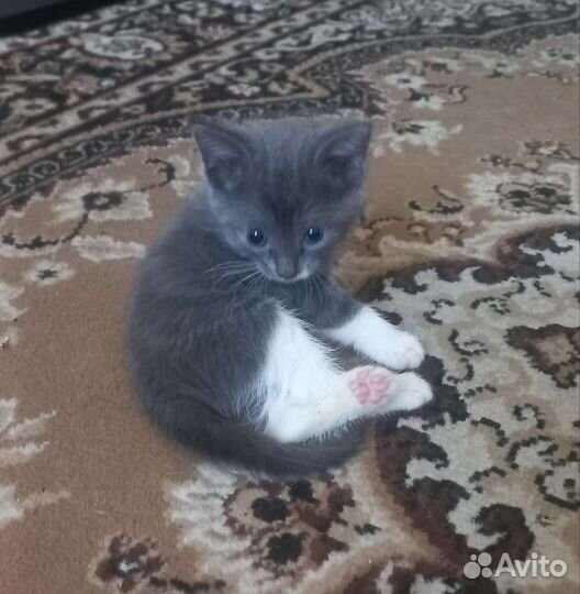 Котята в добрые руки девочки очень красивые
