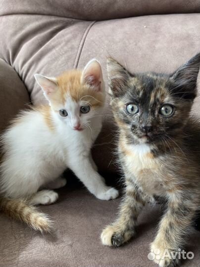 Трехцветный котенок