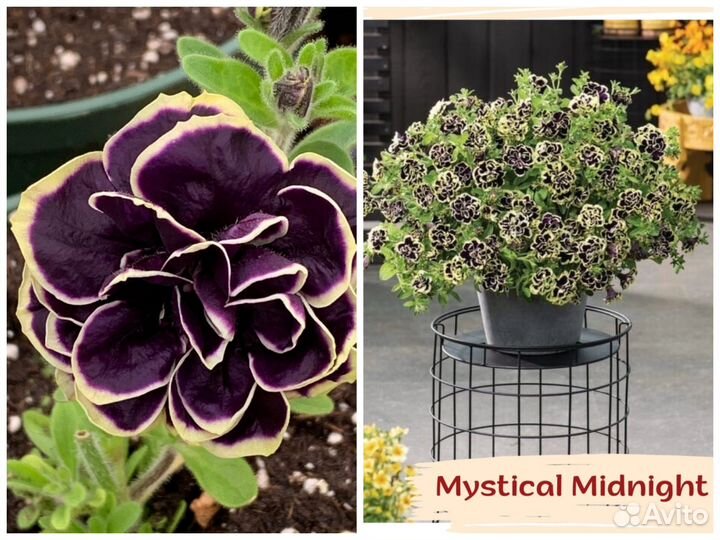 Вегетативная петуния воронеж