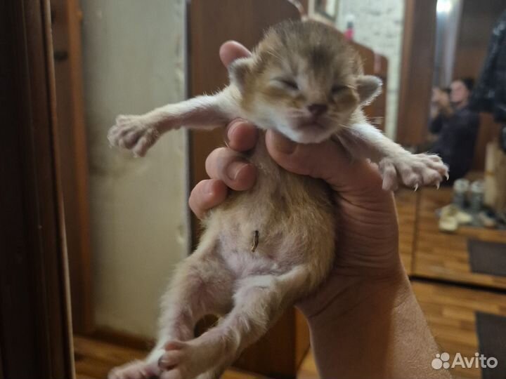 Абиссинские котята с лапками Хэми