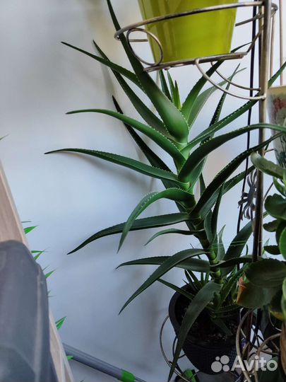 Алоэ столетник