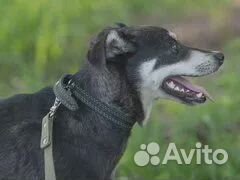 Очаровательная красотка ищет дом