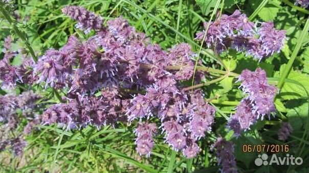 Шалфей мутовчатый (семена), (Salvia verticillata L