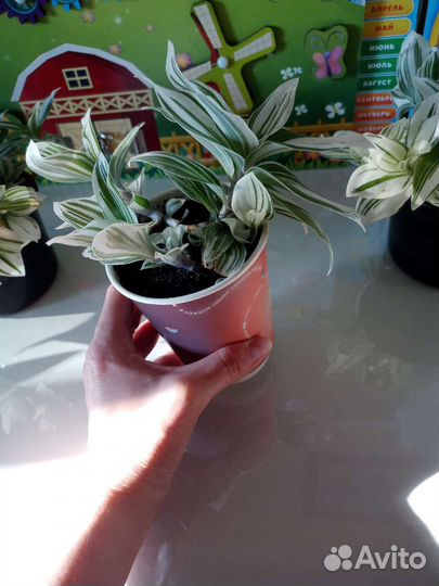 Традисканция Аlbiflora(детки)