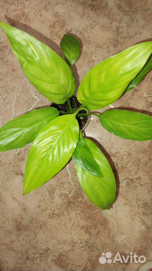 Спатиф. Сильвер Голд и Старое Привидение