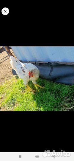 Петухи молодые