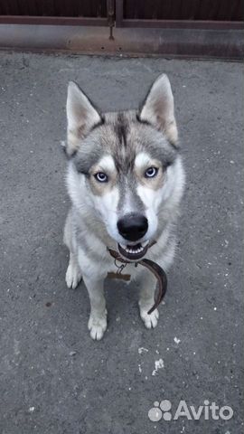 Сибирский хаски, вязка