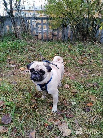 Вязка мопс девочка