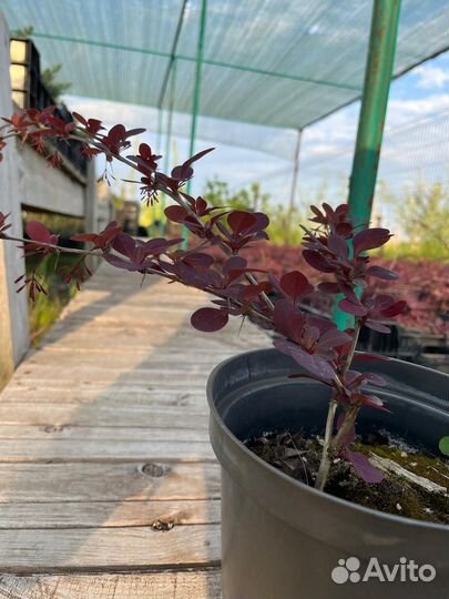 Барбарис тунберга