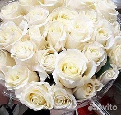 Высокие розы Гигантские Розы 150 160 170 180 190см