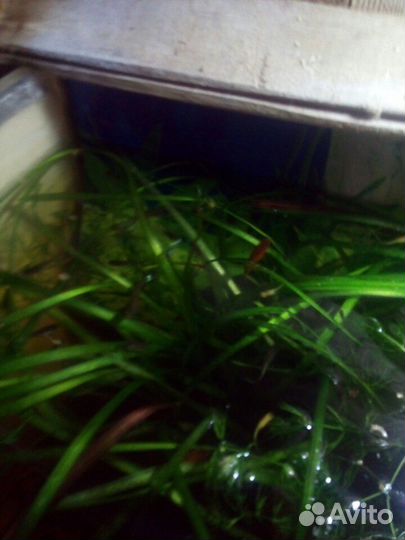 Рыбки и растения