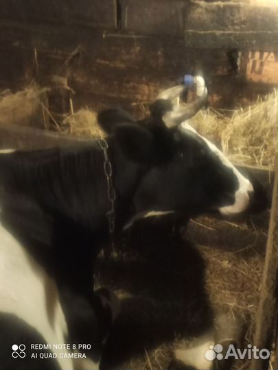 Корова стельная дойная