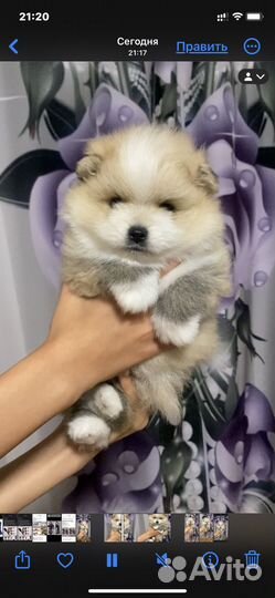 Щенки шпицы